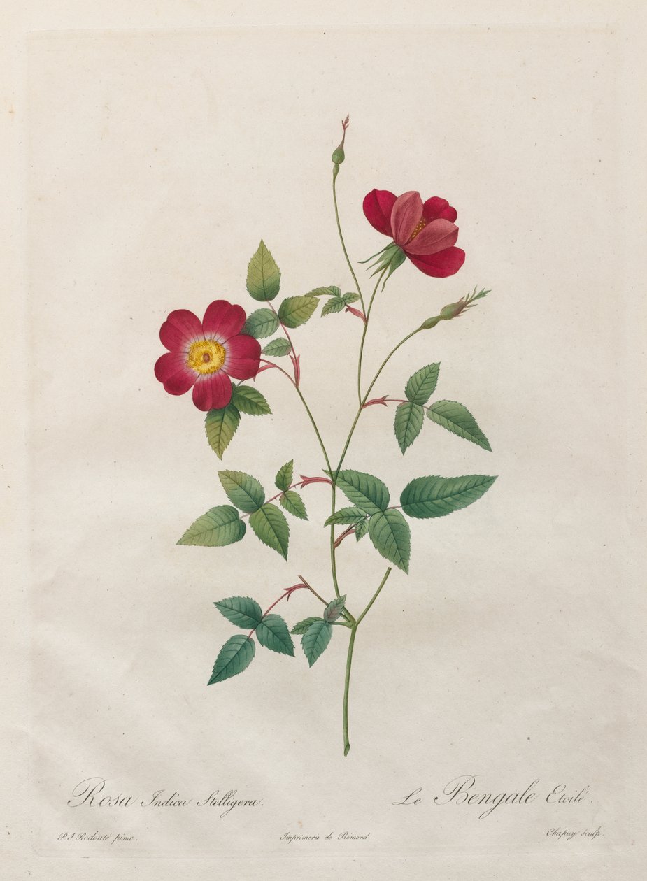 Rosa Indica Stelligera by Kitagawa Utamaro