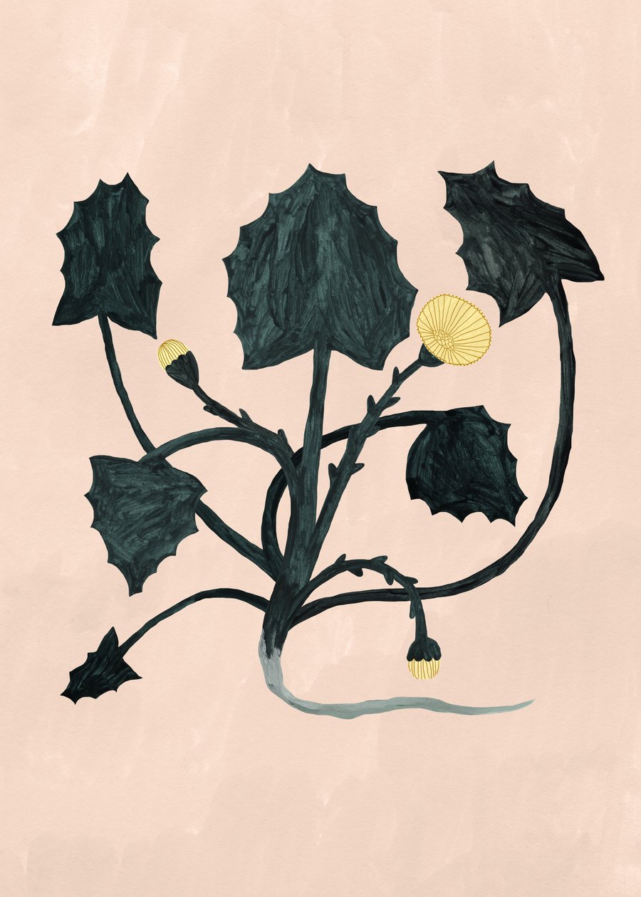 Unknown Plant by Léa Le Pivert