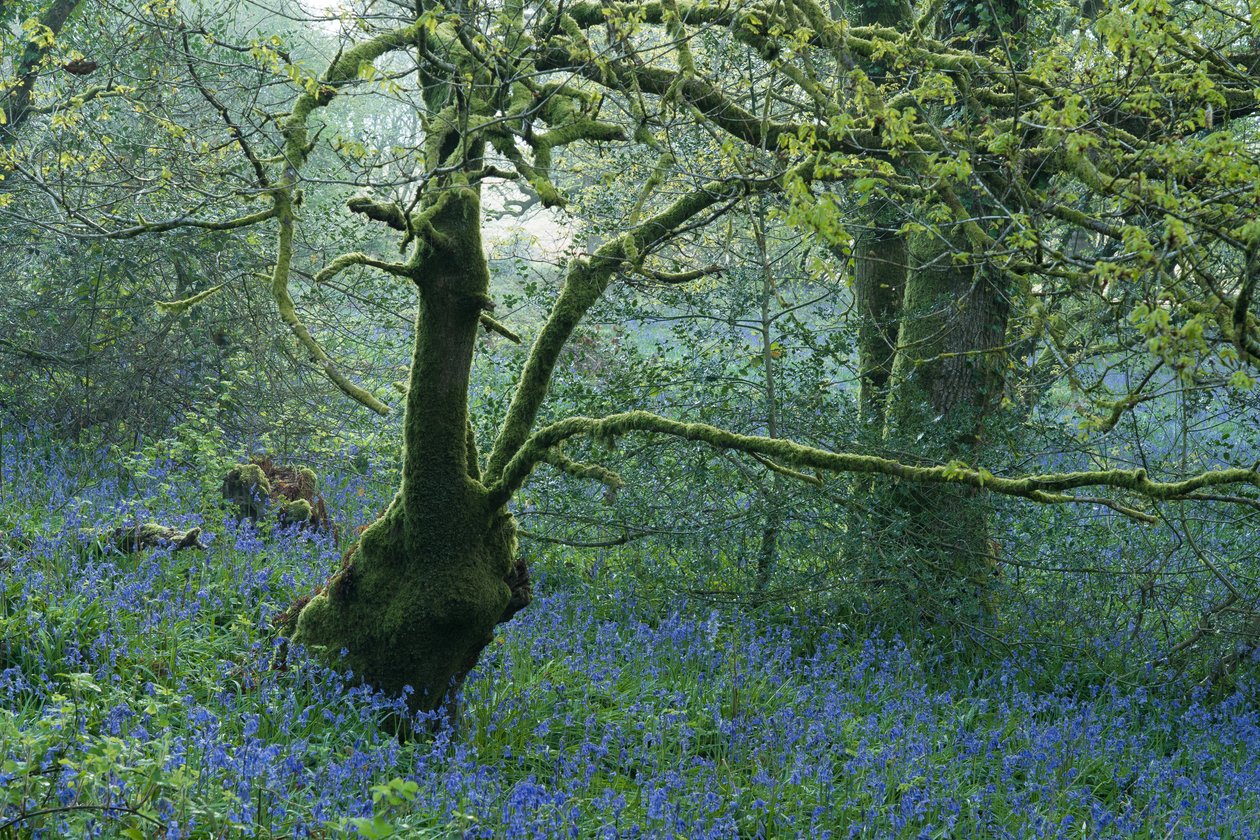 Solo Kew Gardens by Lee Cooper