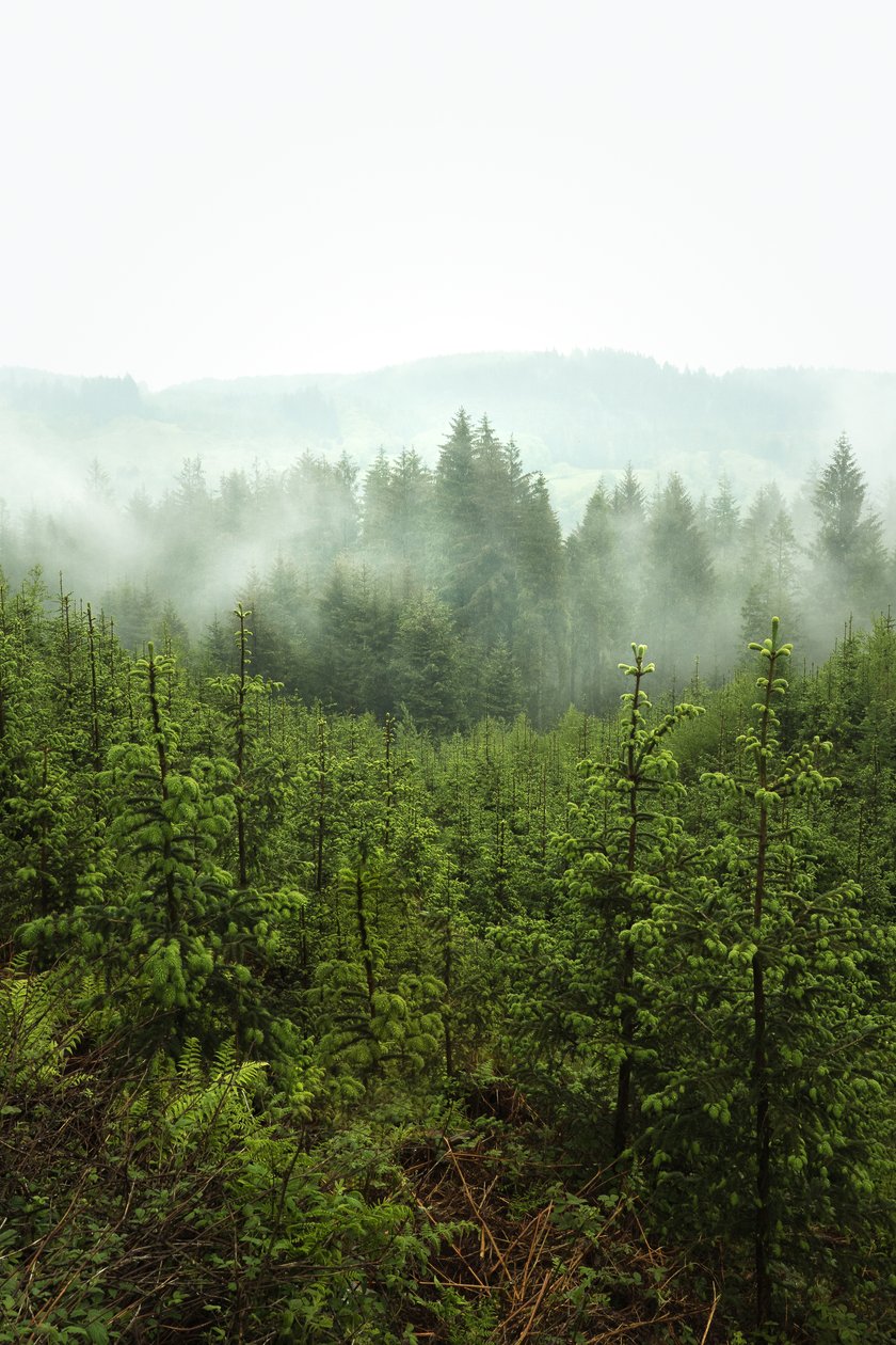 Spring Depths, 2024 by Lee Cooper