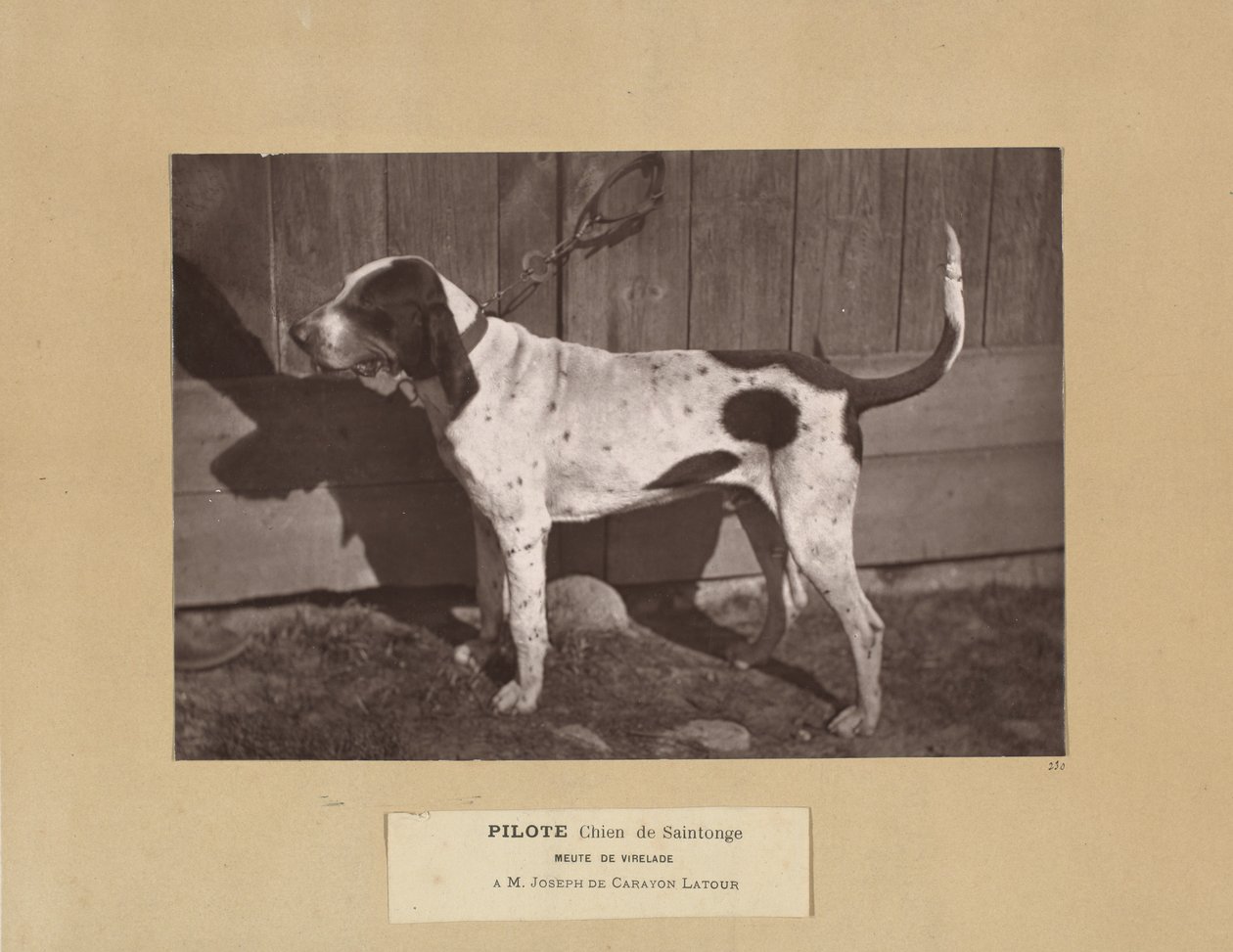 Pilote, Chien de Saintonge, Meute de Virelade, A.M. Joseph de Carayon Latour by Leon Cremiere
