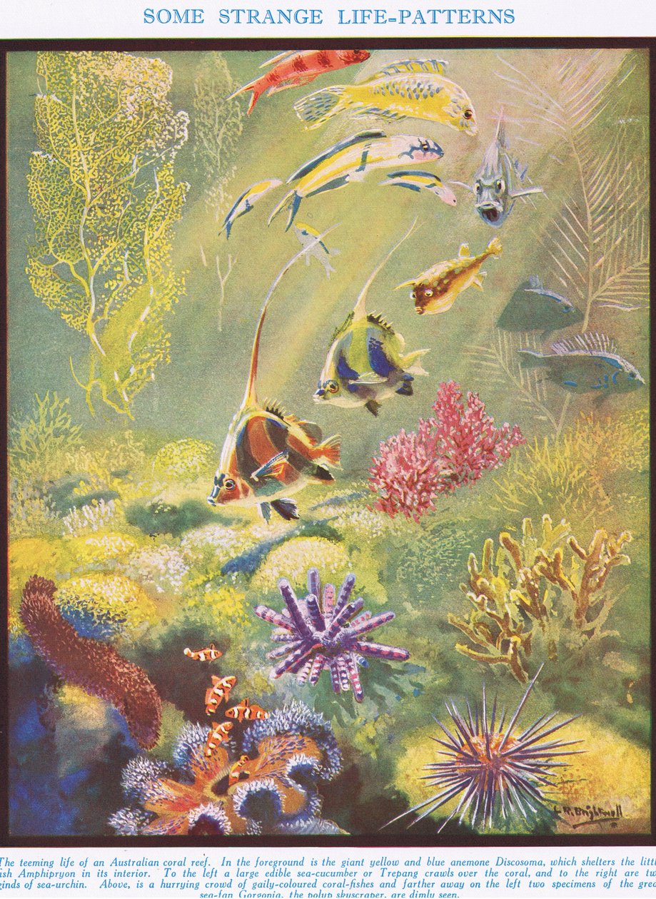 Some Strange Life Patterns, illustration from 'The Science of Life'
