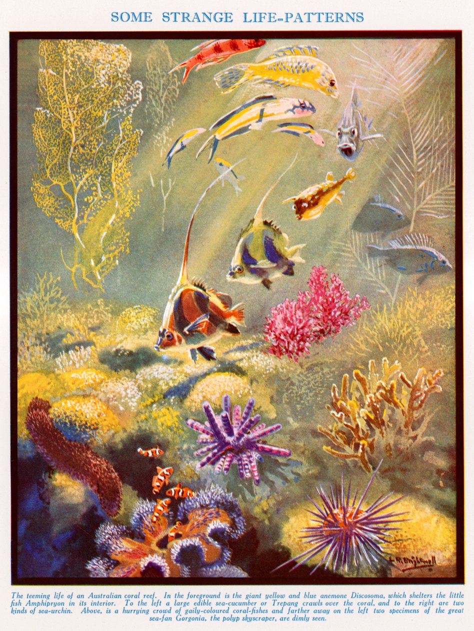 Australian coral reef by Leonard Robert Brightwell