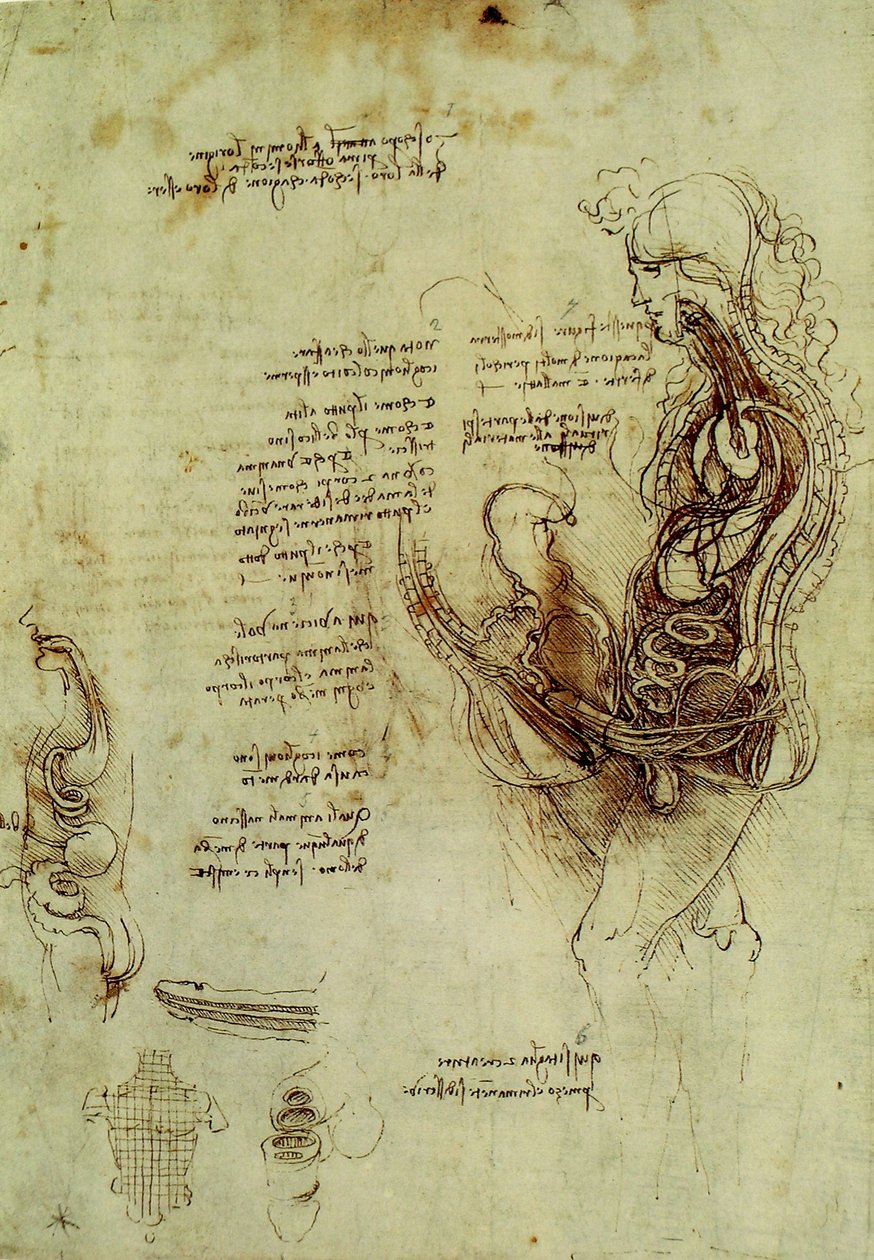 Male Genitalia by Leonardo da Vinci