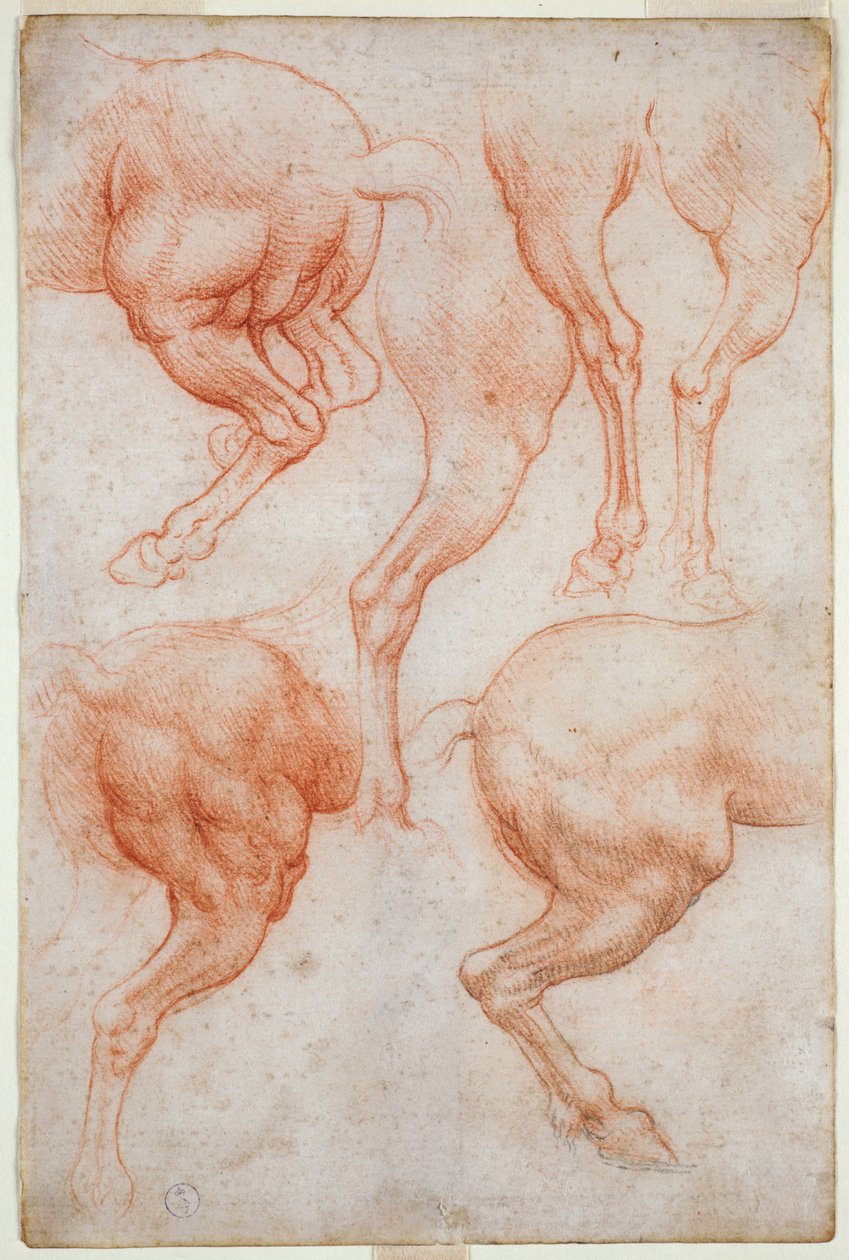 Studies of the Hind Limbs of the Horse by Leonardo da Vinci
