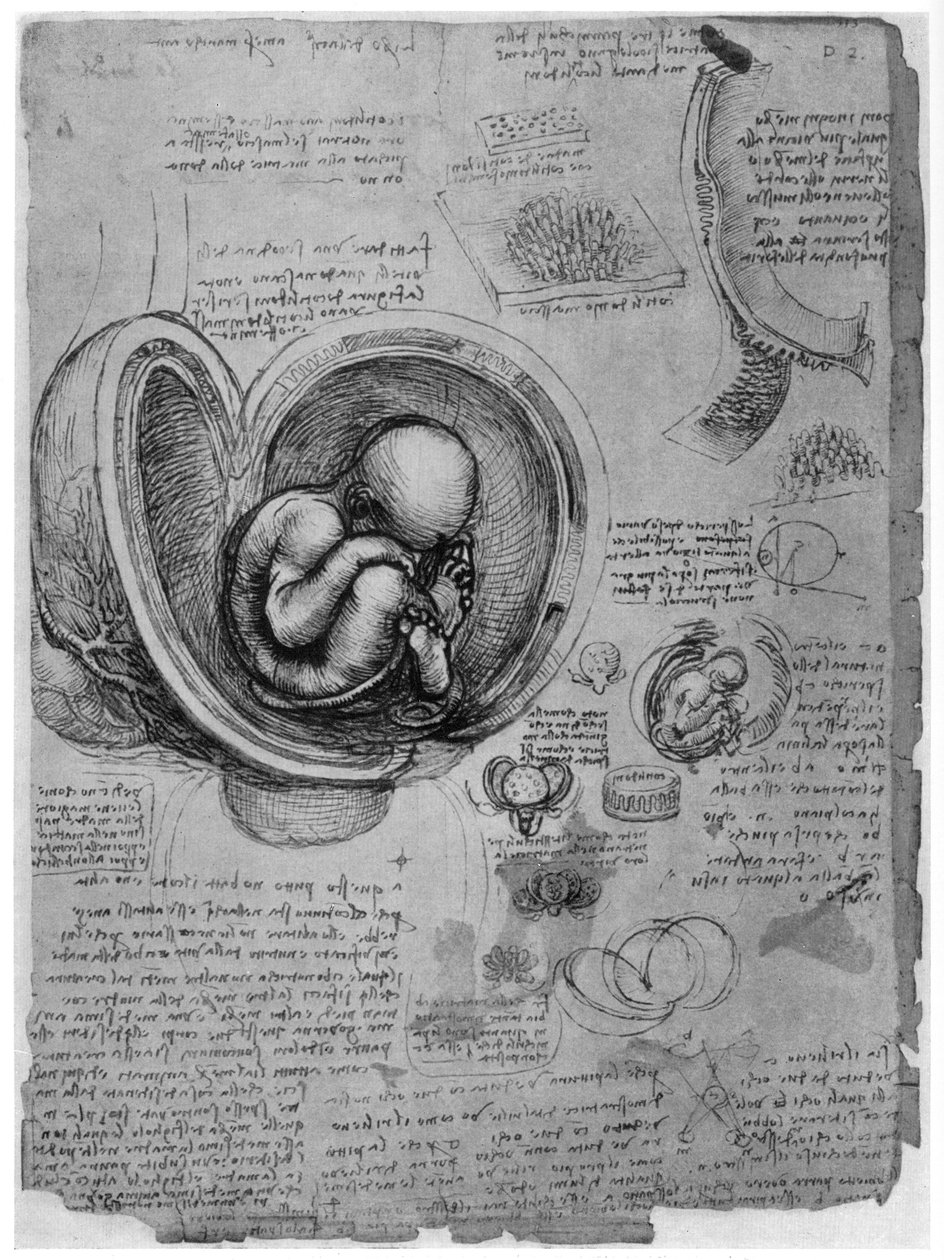 Anatomical Sketch of a Human Foetus in the Womb, c1510 by Leonardo da Vinci