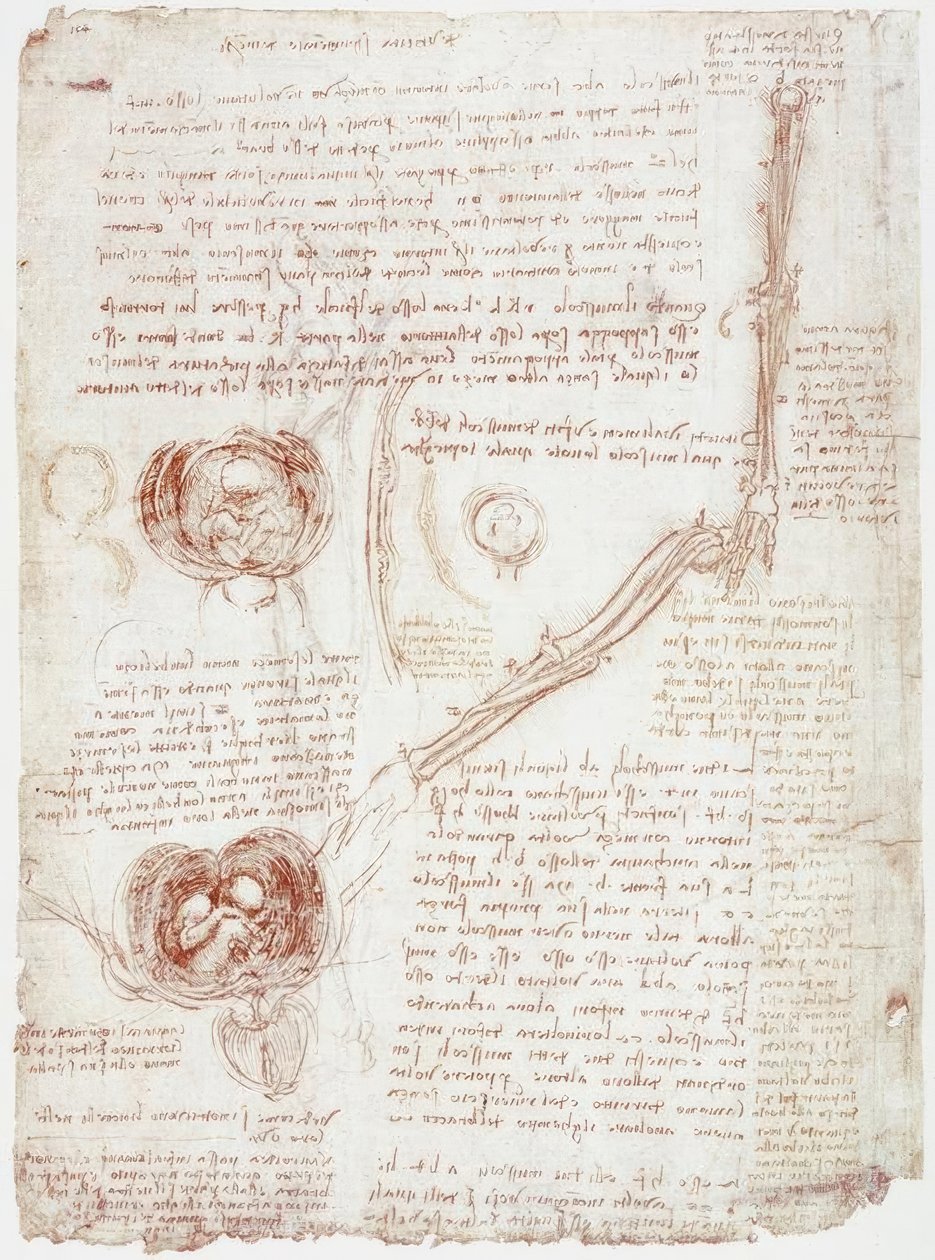 Anatomy Studies: Movement of the Elbow Joint / Fetus in the Uterus by Leonardo da Vinci