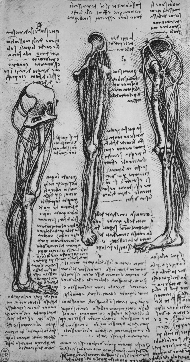 Drawings of a Left Leg Showing Bones and Tendons, c. 1480 by Leonardo da Vinci