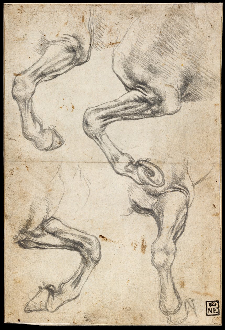 Studies of Horse's Leg by Leonardo da Vinci