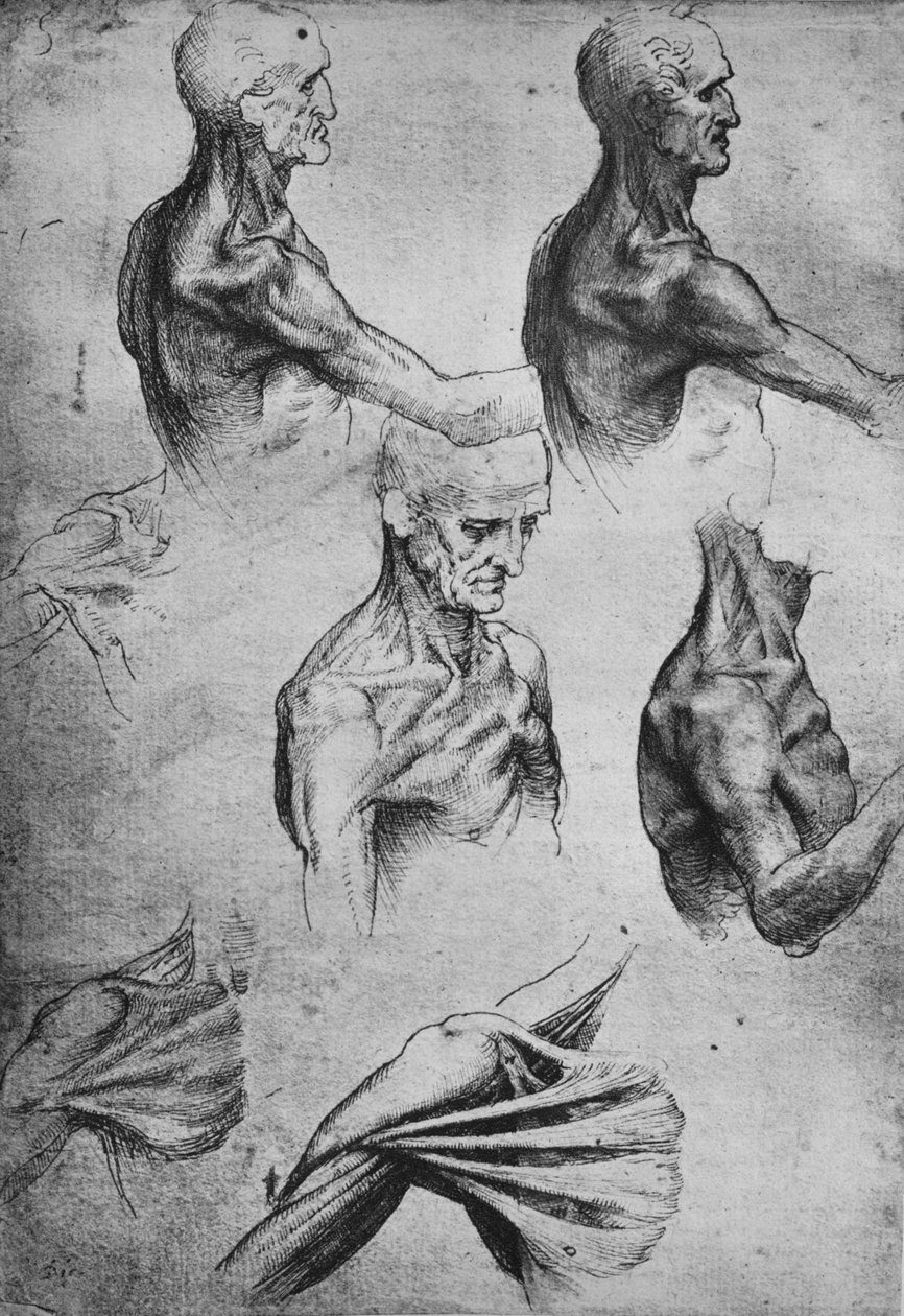Studies of the Head and Shoulders of a Man, c1480, 1945