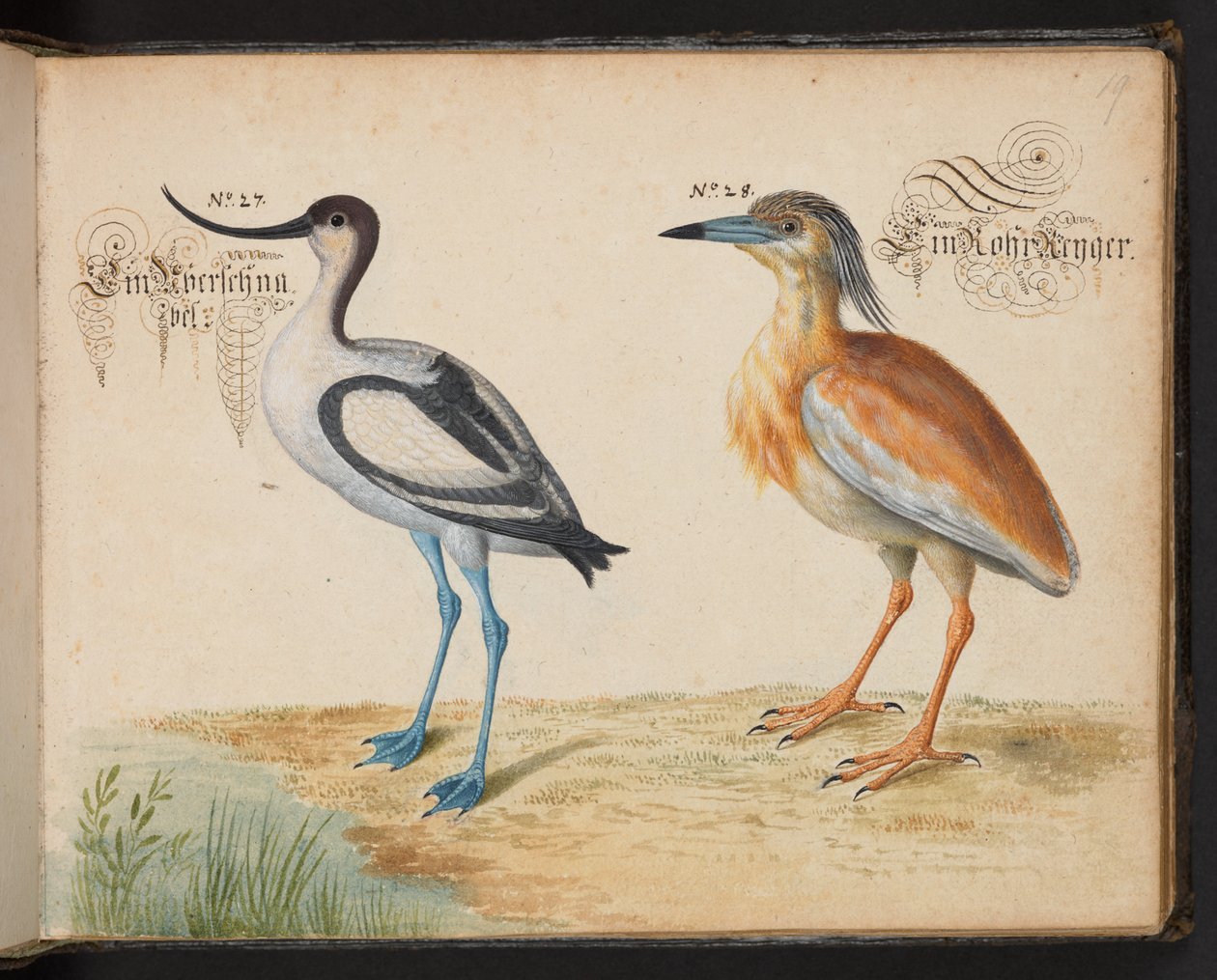 Avocet and Squacco Heron by Leonhard Baldner