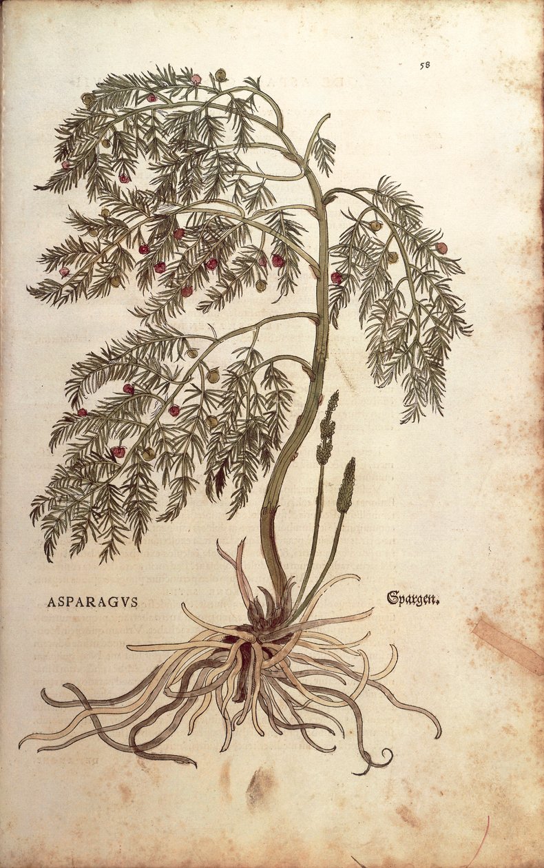 Asparagus (Asparagus officinalis) by Leonhart Fuchs from De historia stirpium commentarii insignes (Notable Commentaries on the History of Plants) by Leonhard Fuchs