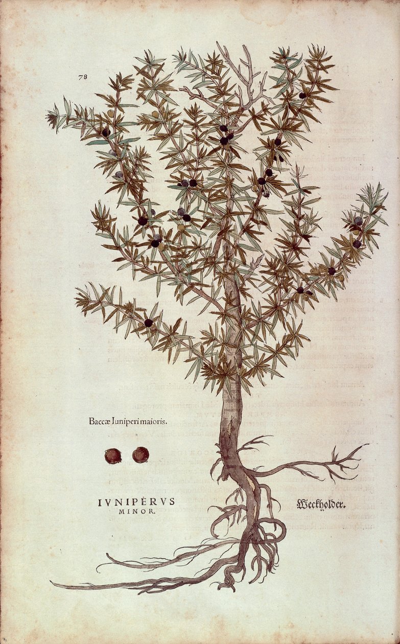 Common Juniper - Juniperus communis (Juniperus minor) by Leonhart Fuchs from De historia stirpium commentarii insignes (Notable Commentaries on the History of Plants) by Leonhard Fuchs