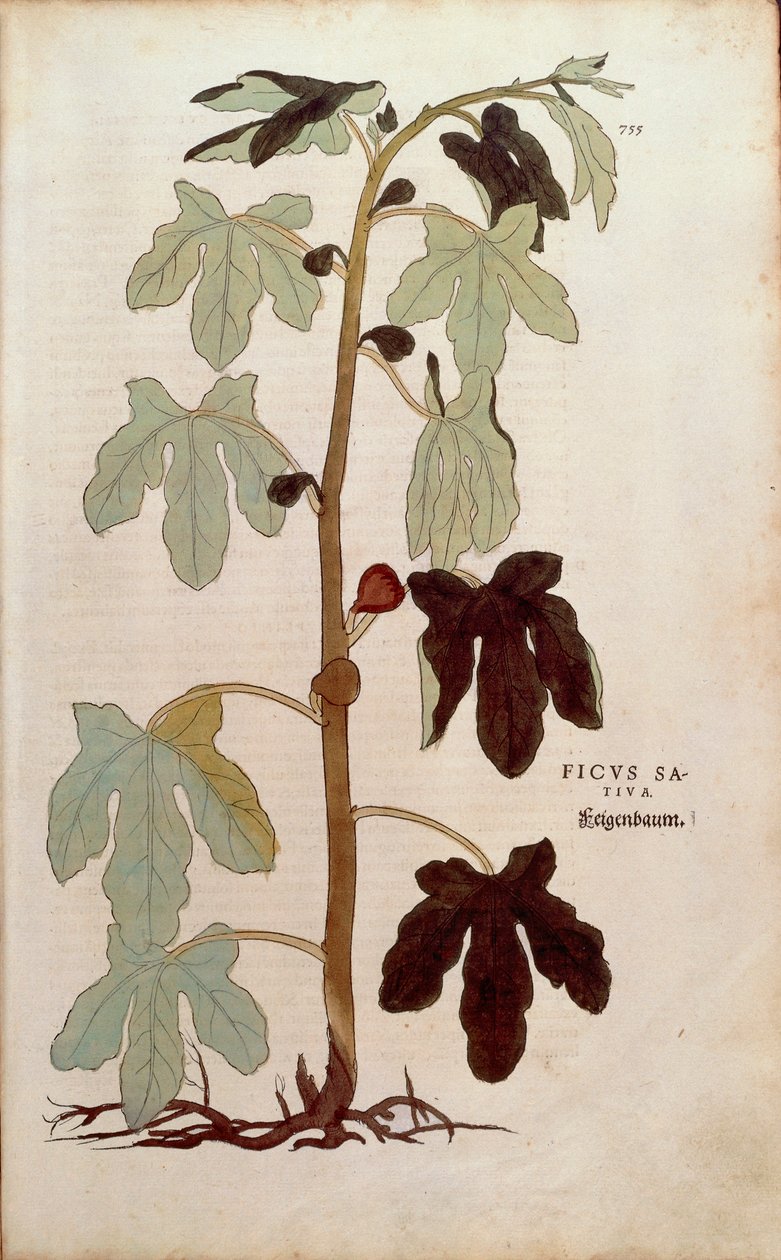 Common fig - Ficus carica (Ficus sativa) from De historia stirpium commentarii insignes (Notable Commentaries on the History of Plants), coloured engraving by Leonhard Fuchs