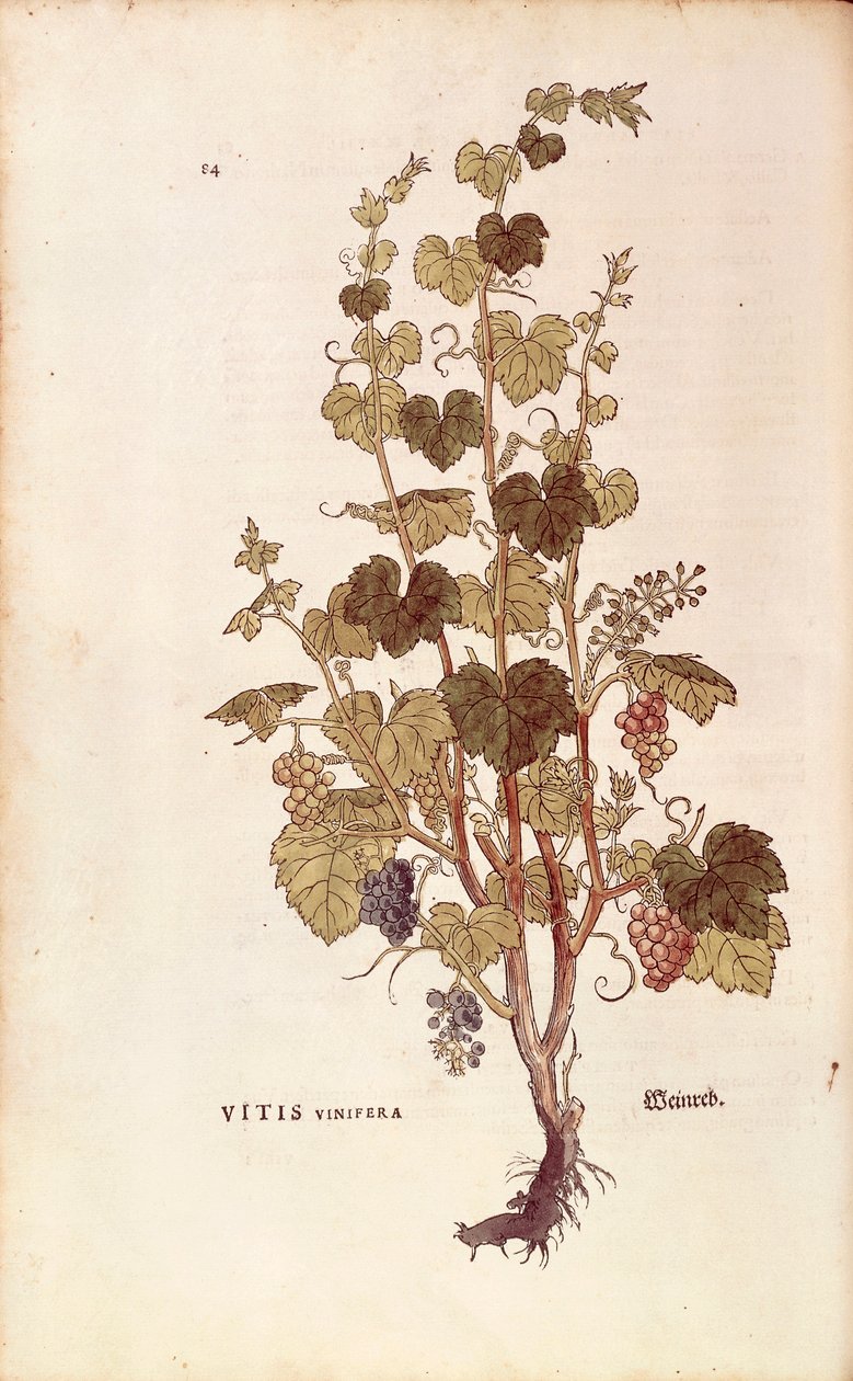 Grape Vine (Vitis vinifera) from Notable Commentaries on the History of Plants by Leonhard Fuchs