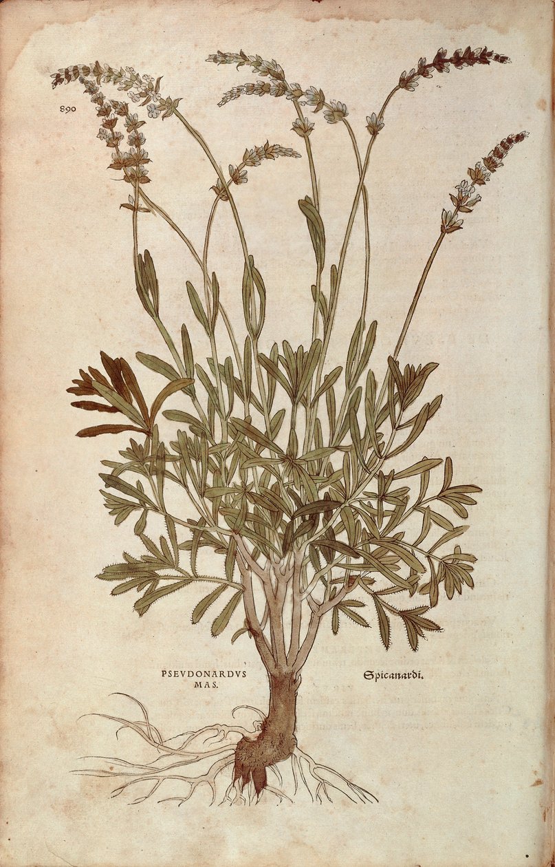 Lavender - Lavandula spica by Leonhard Fuchs