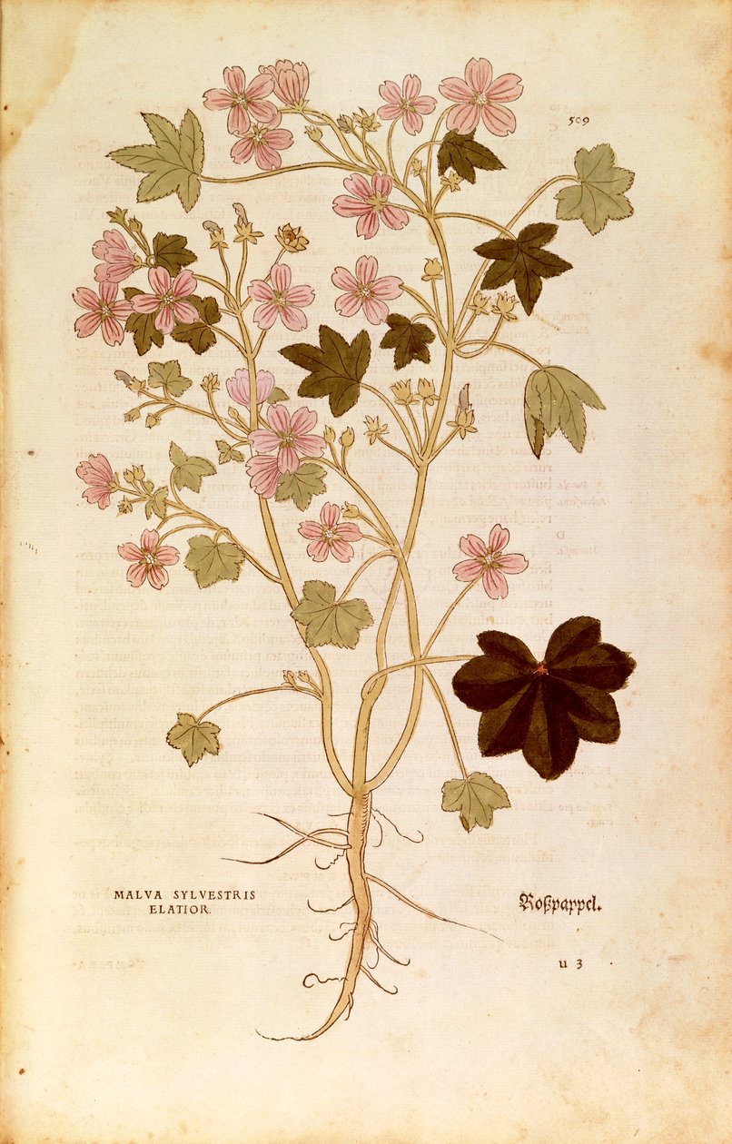 Mallow (Malva sylvestris elatior), Coloured Engraving by Leonhard Fuchs