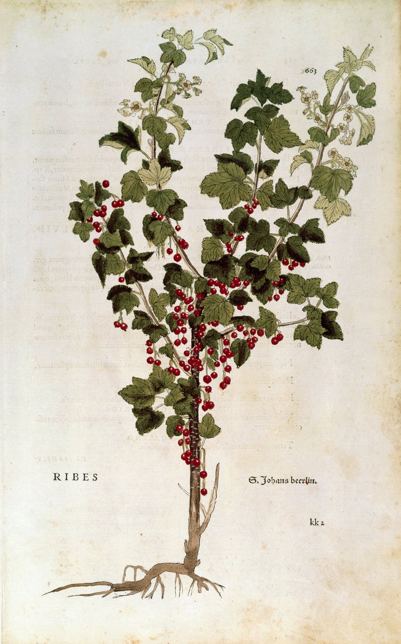 Red Currant (Ribes rubrum) by Leonhart Fuchs from De historia stirpium commentarii insignes by Leonhard Fuchs
