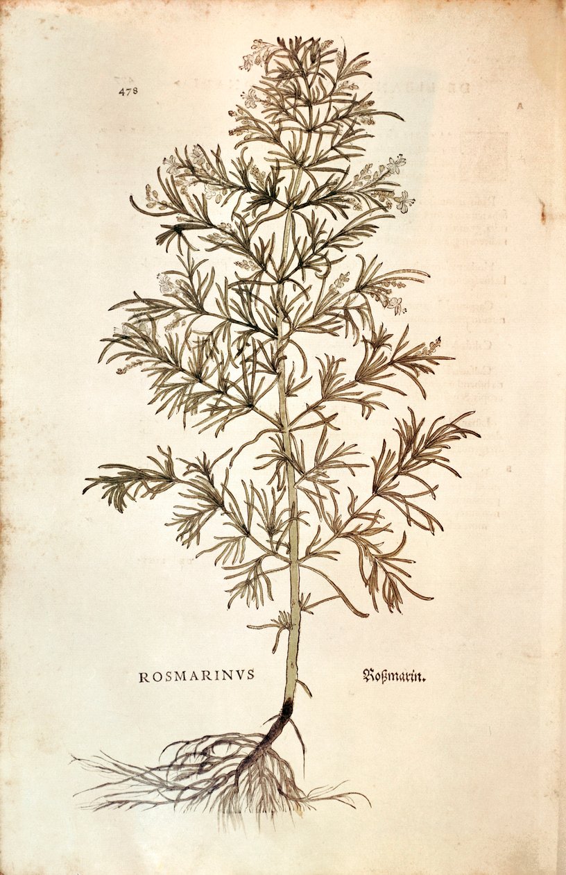 Rosemary (Rosmarinus Officinalis) by Leonhard Fuchs