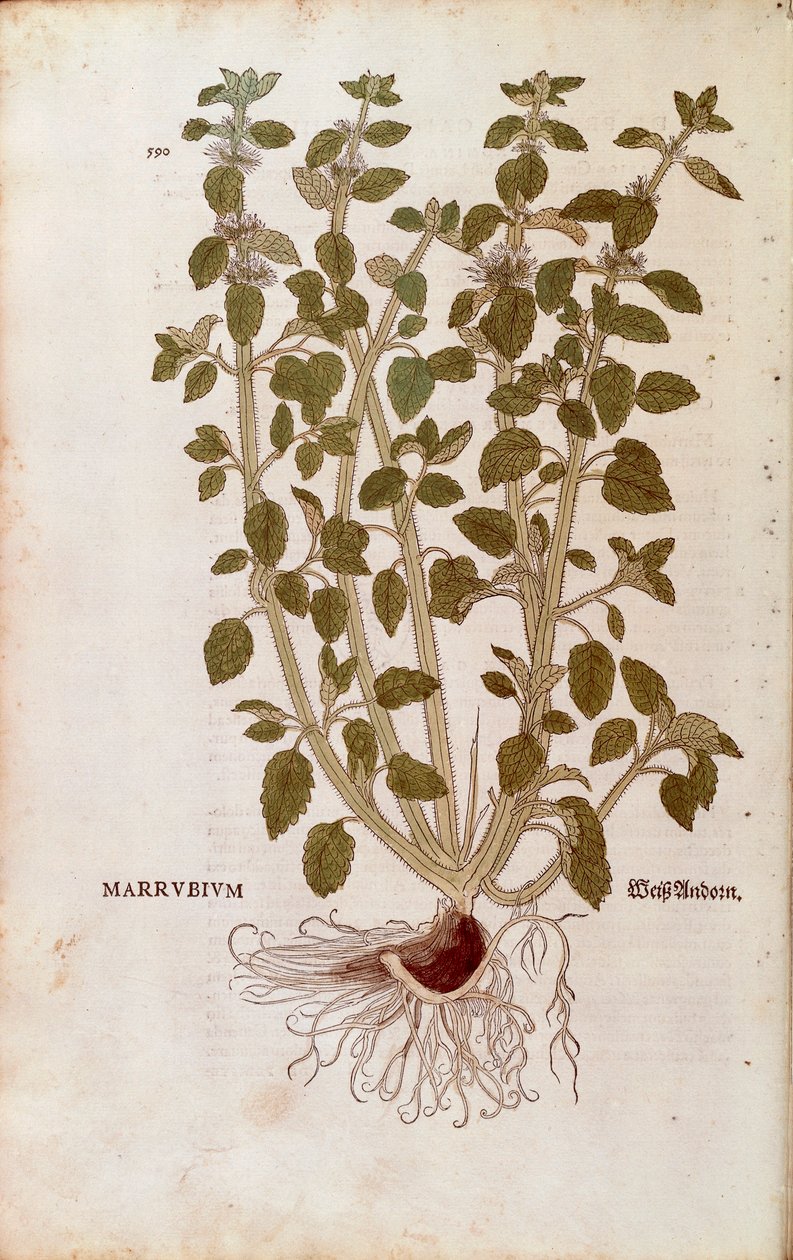 White Horehound by Leonhart Fuchs from De historia stirpium commentarii insignes by Leonhard Fuchs