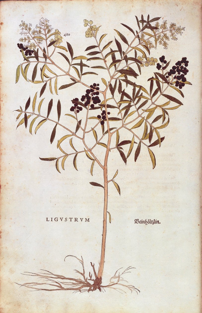 Wild Privet (Ligustrum vulgare) from Notable Commentaries on the History of Plants by Leonhard Fuchs