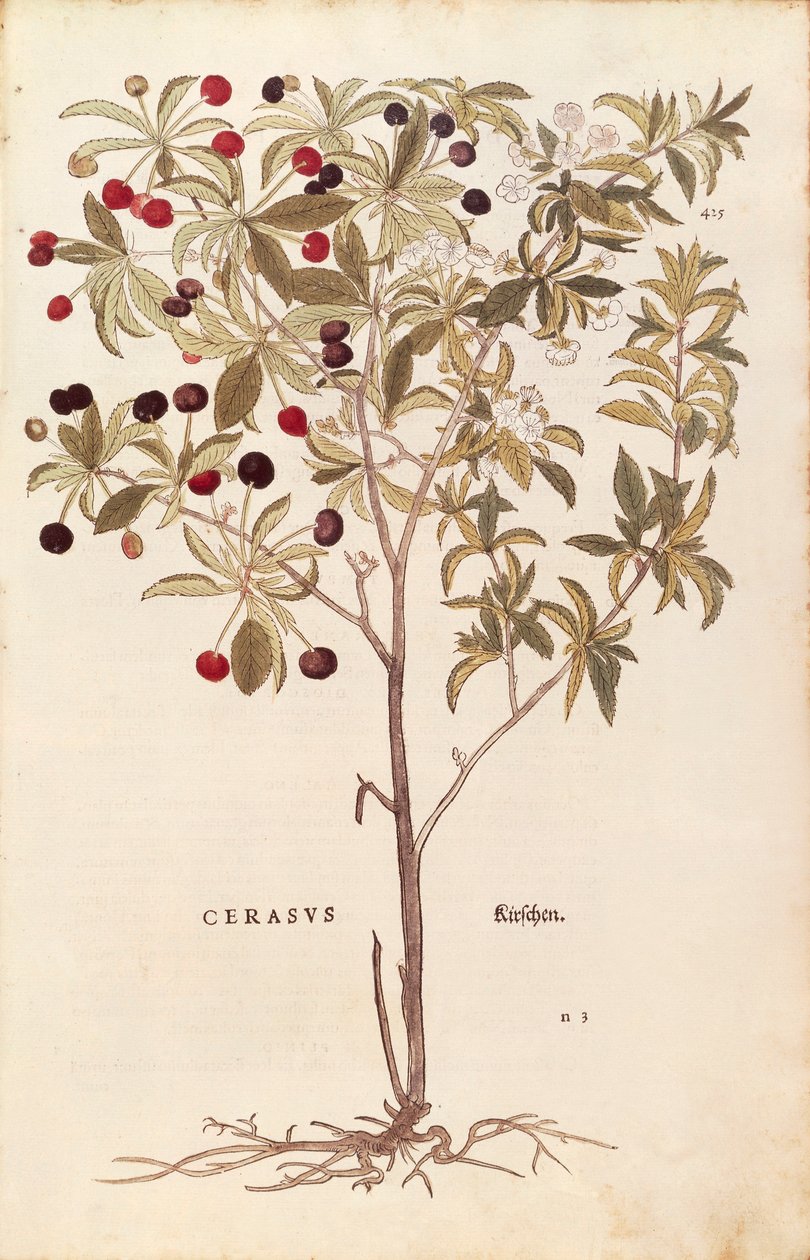 Wild Cherry - Prunus avium by Leonhard Fuchs