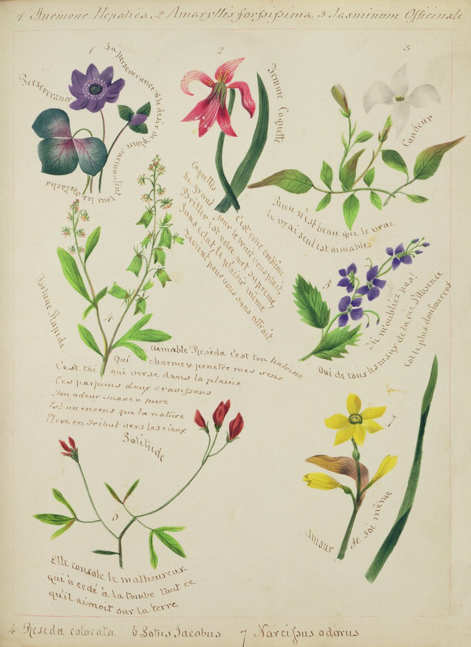 Wild Flowers by Lili Cartwright