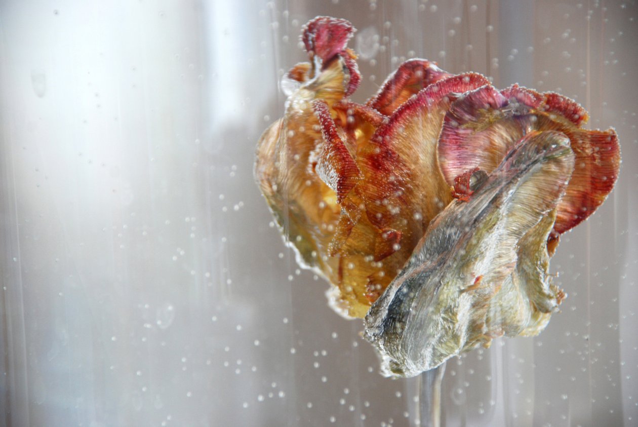 Water Tulip 1, photograph by Lou Gibbs