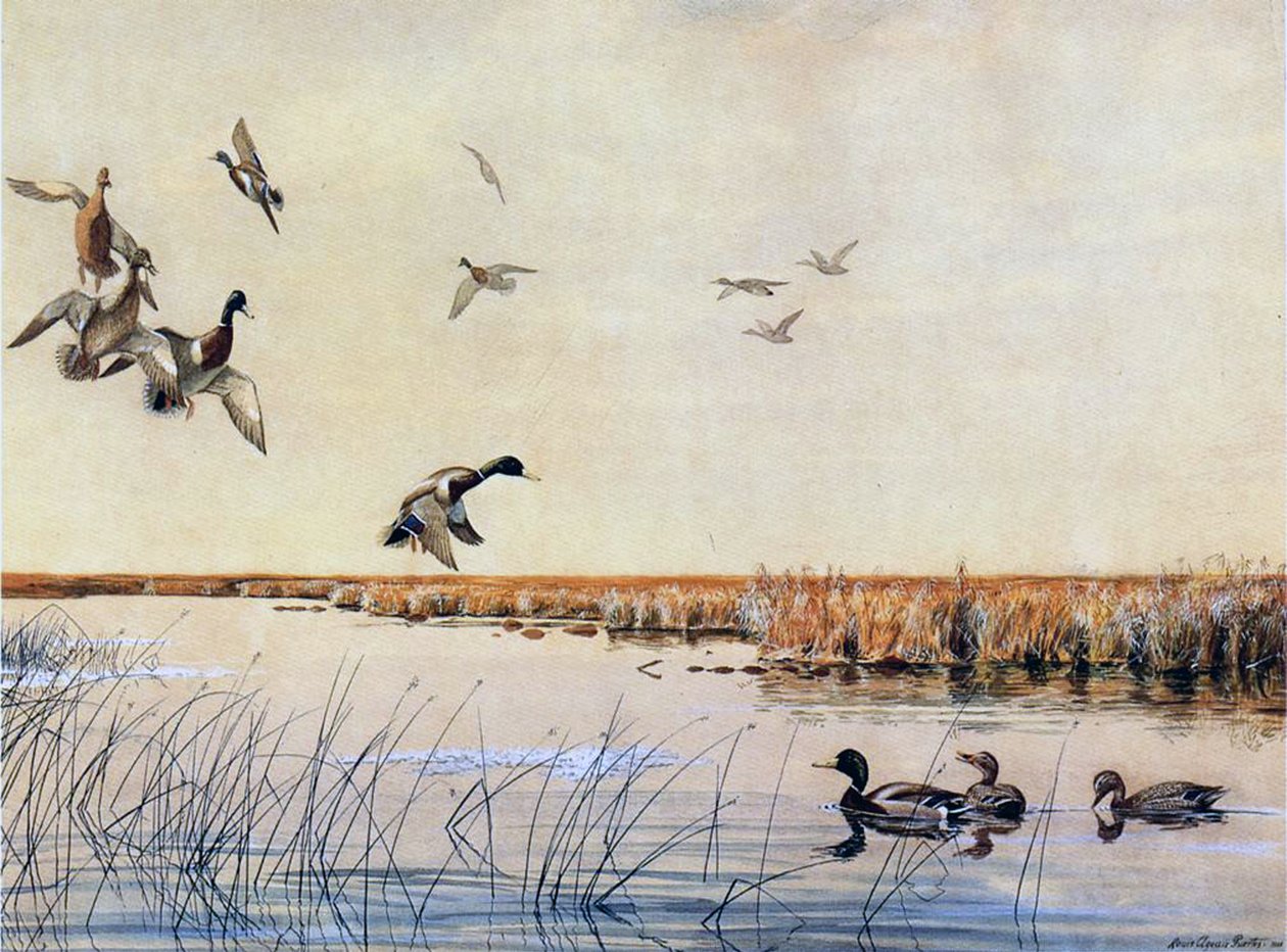 Ducks landing, 1919 by Louis Agassiz Fuertes
