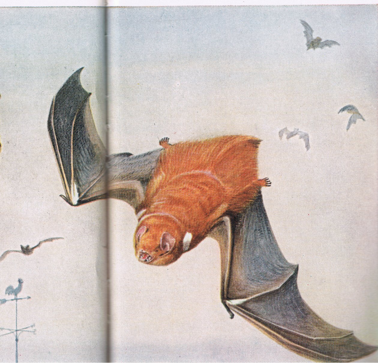 Red Bat by Louis Agassiz Fuertes
