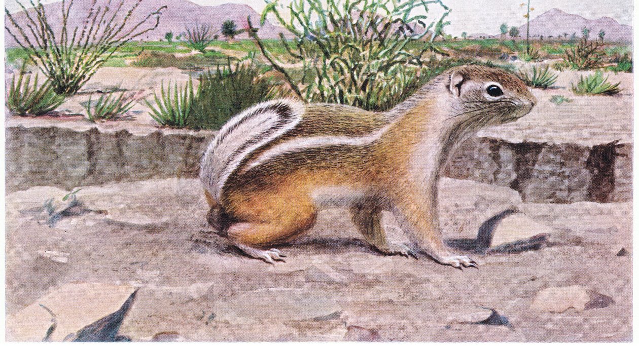 White Tailed Antelope Squirrel foraging for seeds, fruit and insects