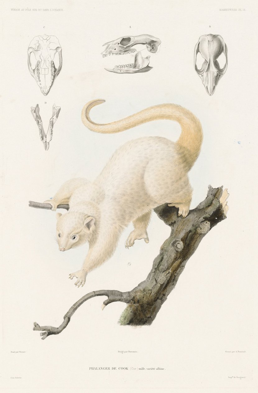 Cook's Phalanger, from 'Voyage to the South Pole and Oceania'