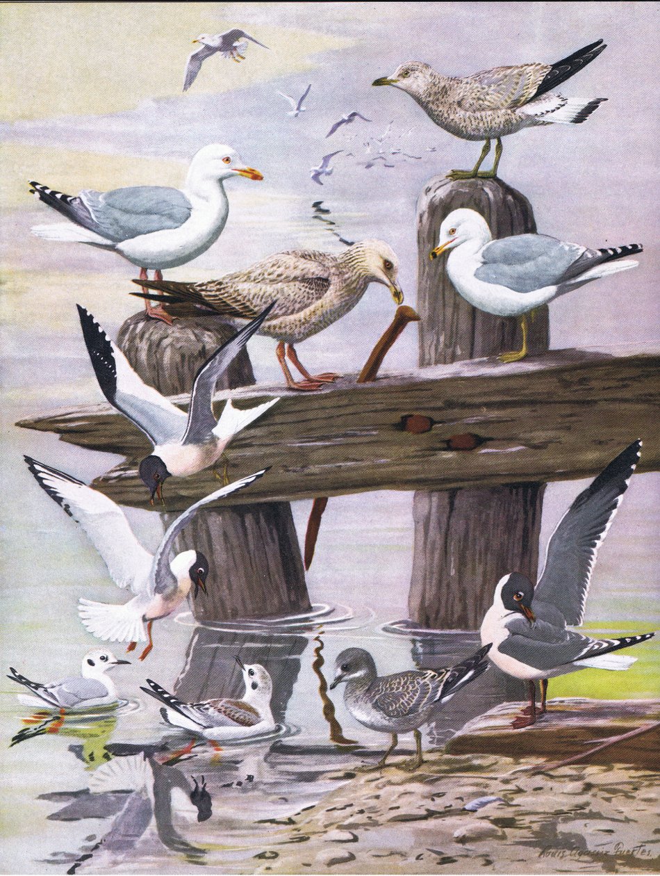 Illustration from The Natural History of American Birds of Eastern and Central North America, published by Bramhall House, c.1970 by Louis Agassiz Fuertes