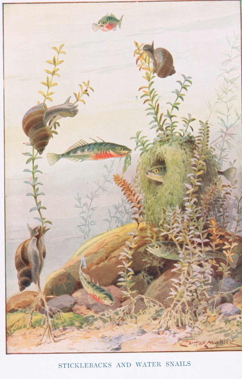 Sticklebacks and Water Snails, illustration from 'Country Ways and ...