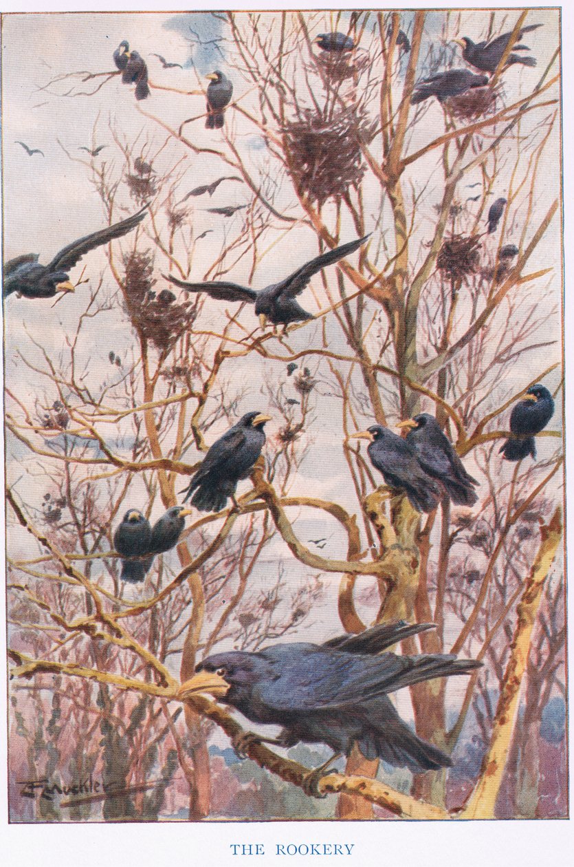 The Rookery, illustration from 'Country Ways and Country Days'