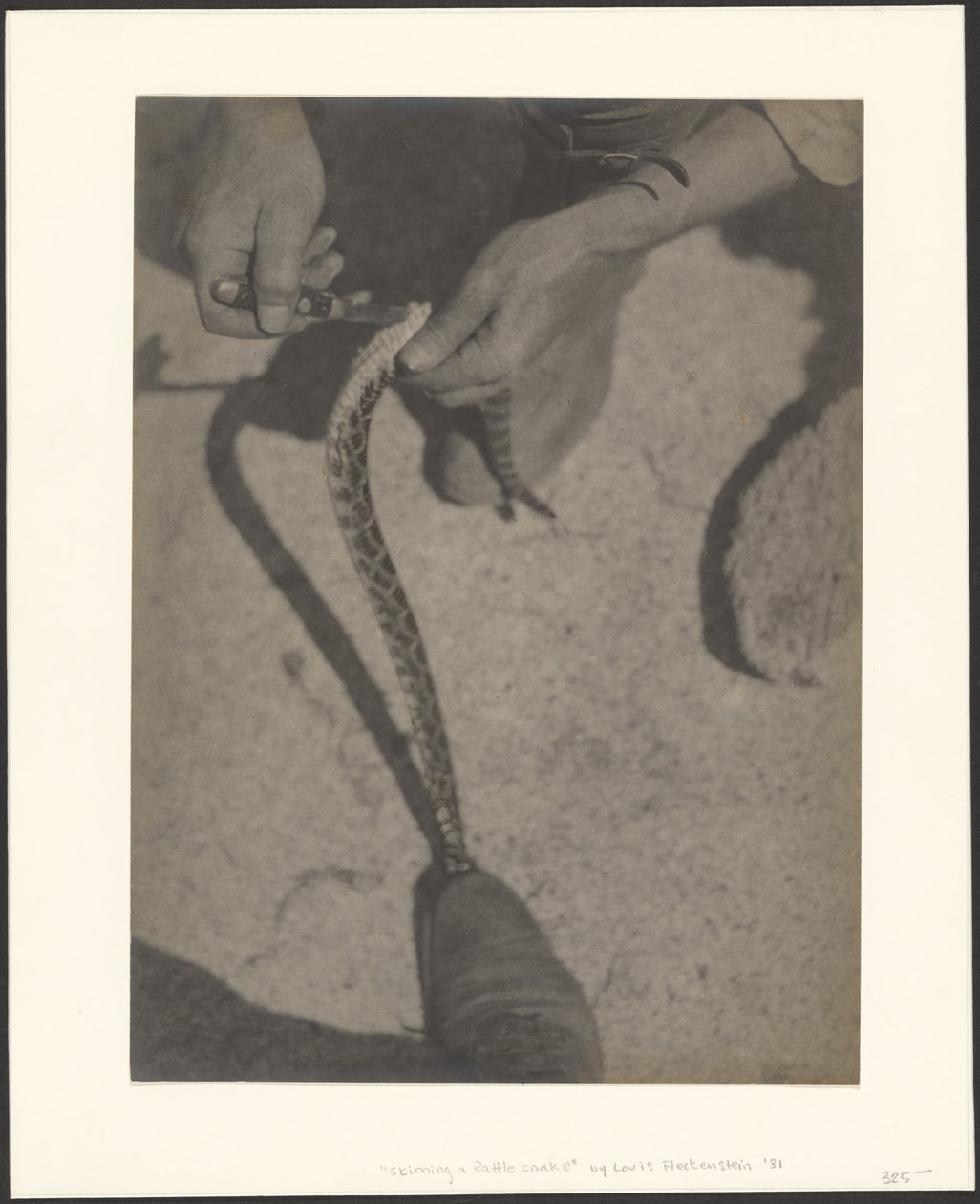 Skinning a Rattlesnake by Louis Fleckenstein