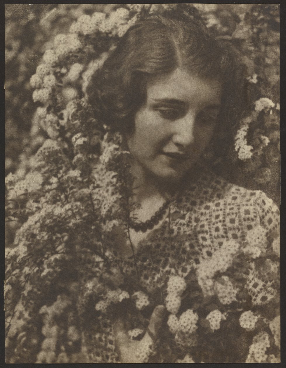 Spirea by Louis Fleckenstein