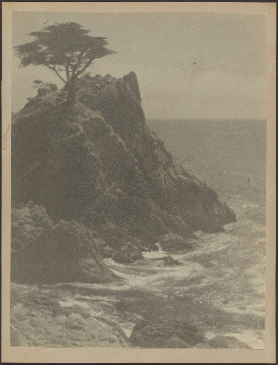 Tree on Rocky Coastline by Louis Fleckenstein
