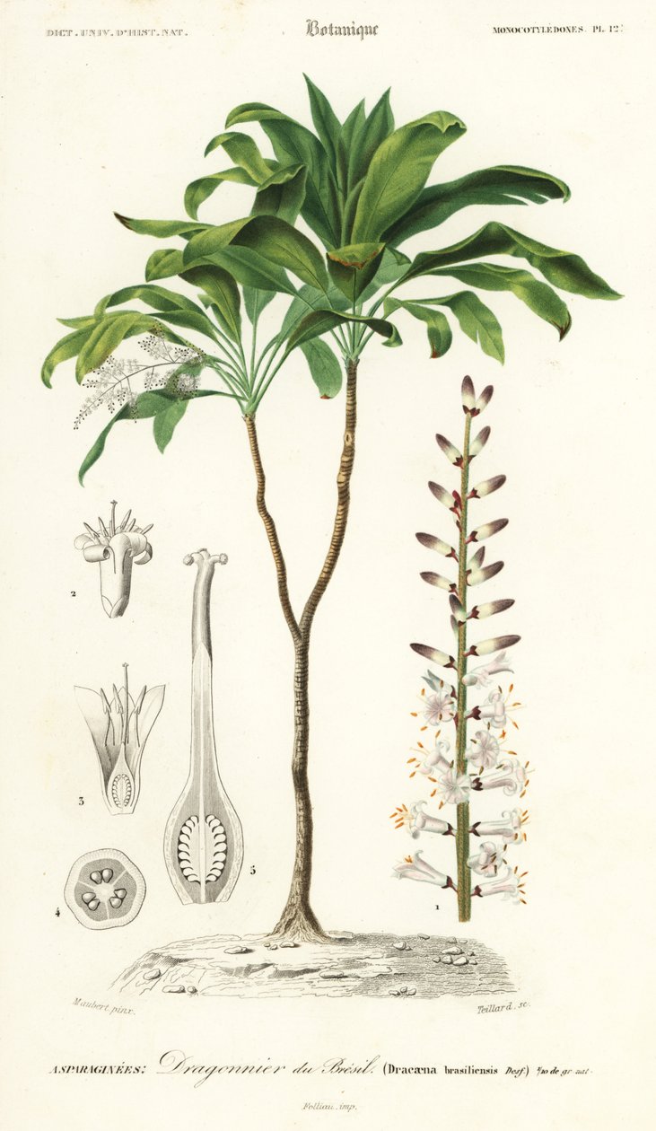 Palm Lily, Cordyline fruticosa (engraving) by Louis Joseph Edouard Maubert
