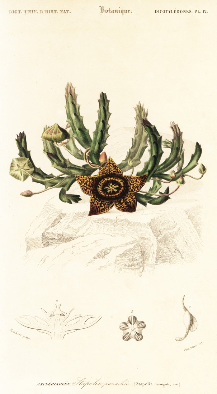 Star Flower, Orbea variegata (engraving) by Louis Joseph Edouard Maubert