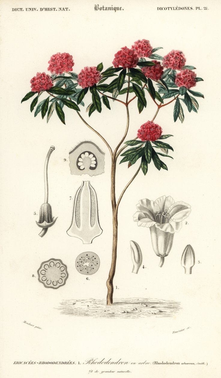 Tree Rhododendron, Rhododendron arboreum by Louis Joseph Edouard Maubert