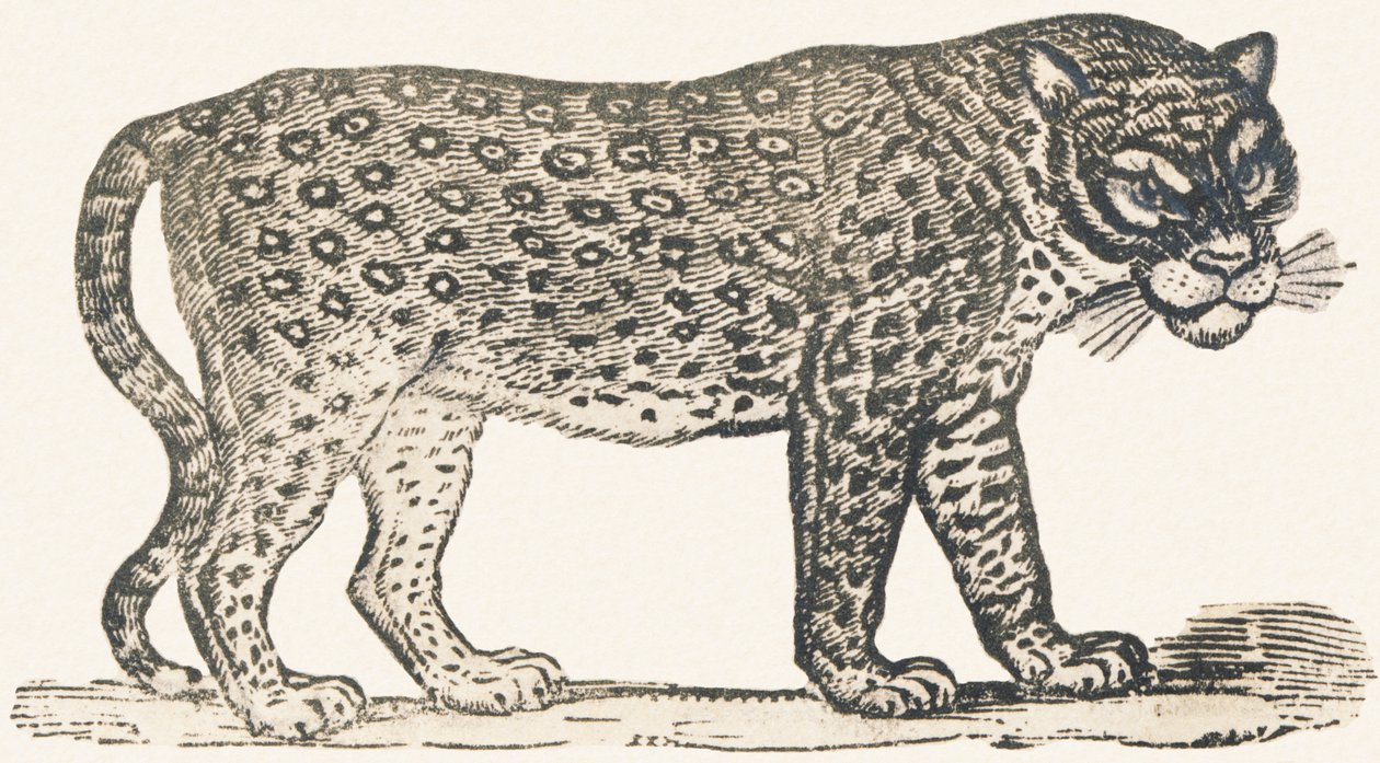 Tiger by Louis Simon (1810 1870) Lassalle