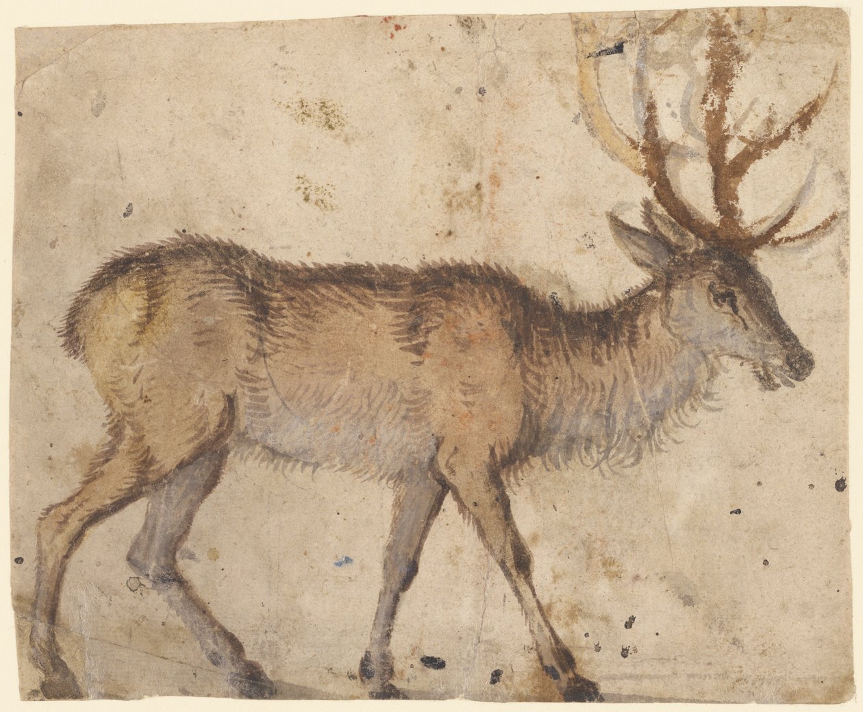 Study of a Stag (recto) by Lucas the Elder Cranach