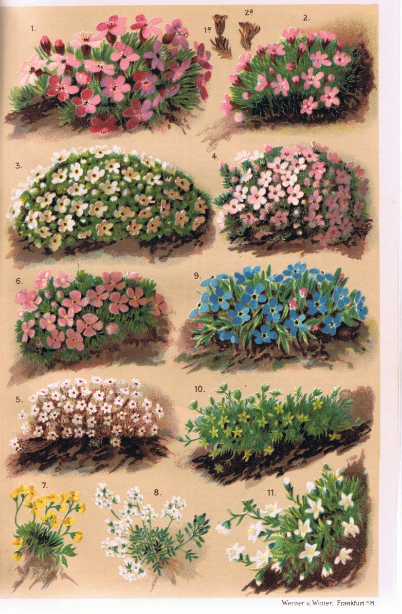 Alpine Plants, illustration from 