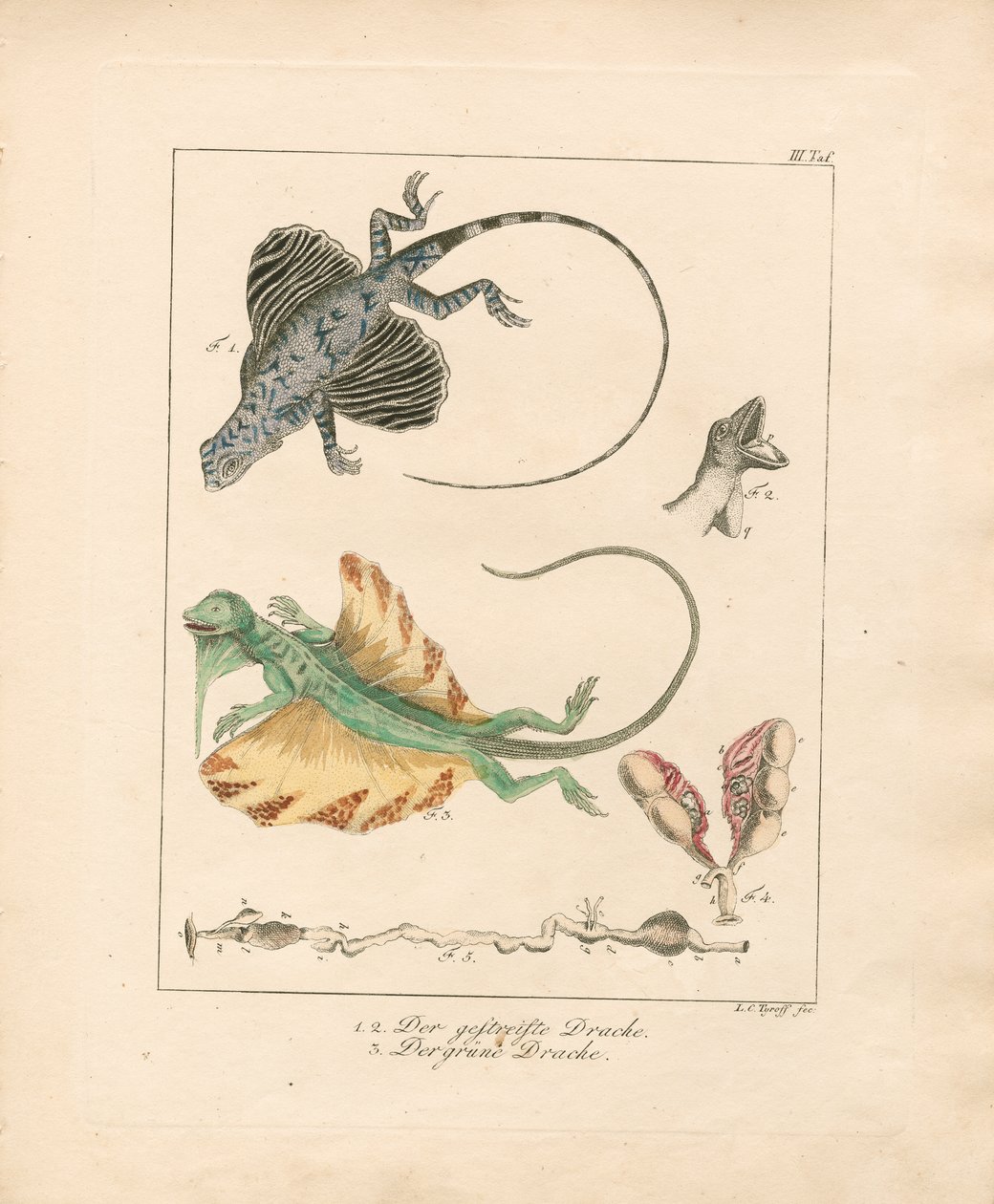 Flying Dragons and Their Anatomy by Ludwig Christoph Tyroff