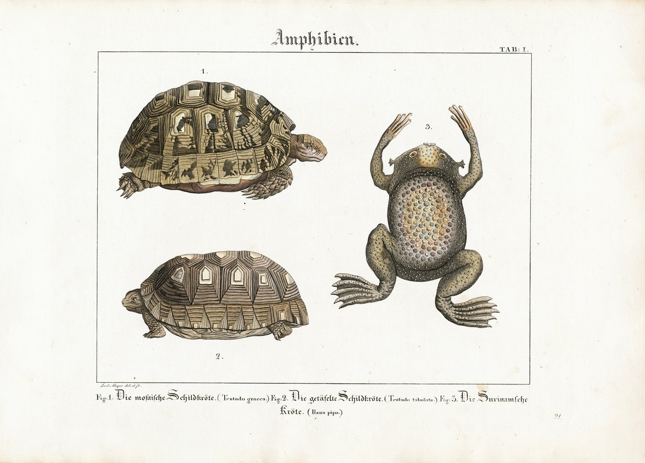 Amphibians: Greek Tortoise, Red-footed Tortoise, and Surinam Toad by Ludwig Meyer