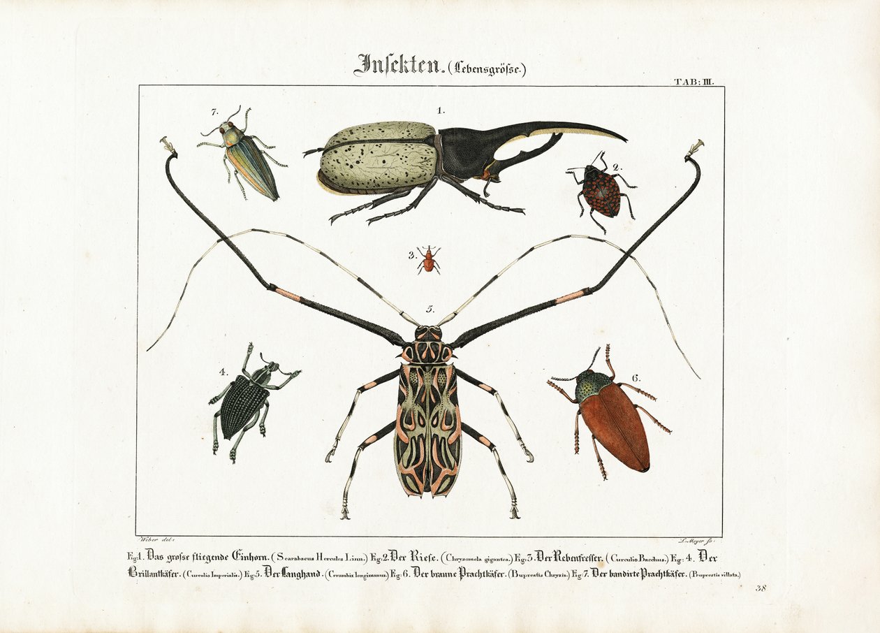 Beetle Species in Life Size by Ludwig Meyer