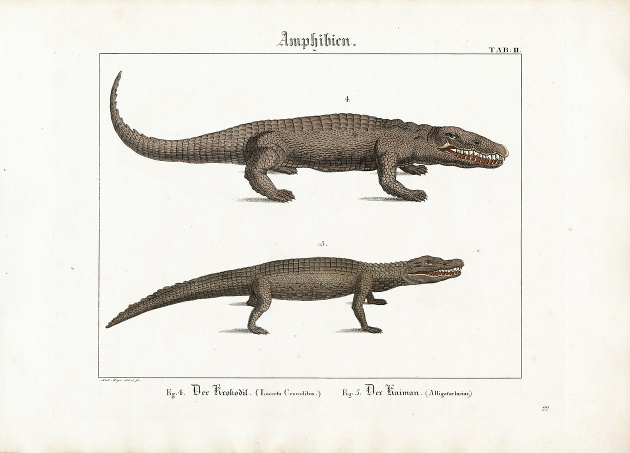 Crocodile and Caiman by Ludwig Meyer