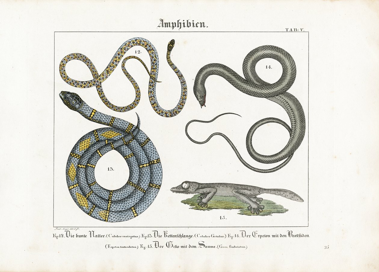 European Snakes and Amphibians by Ludwig Meyer