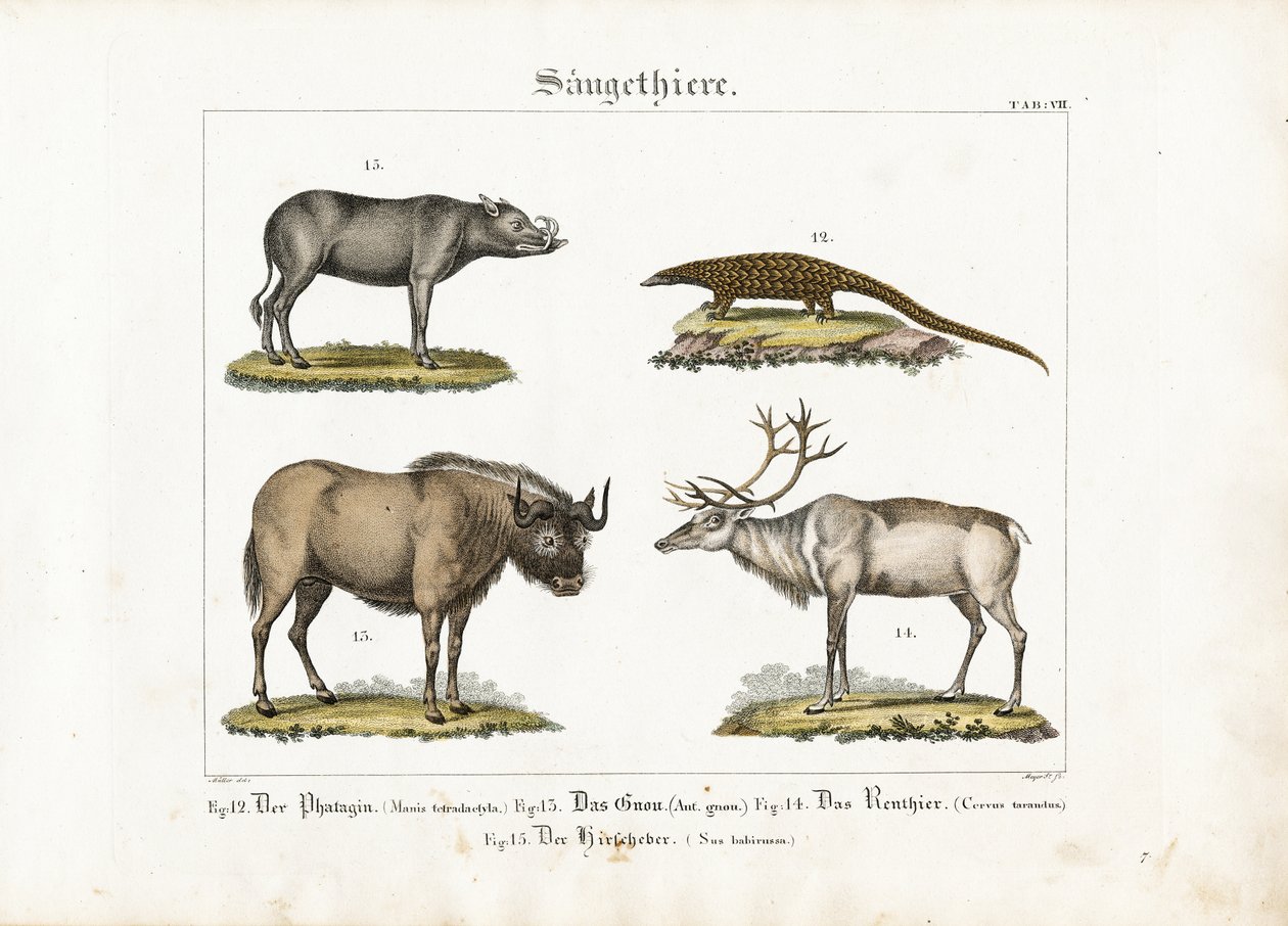 Exotic Mammals: Pangolin, Wildebeest, Reindeer and Babirusa by Ludwig Meyer